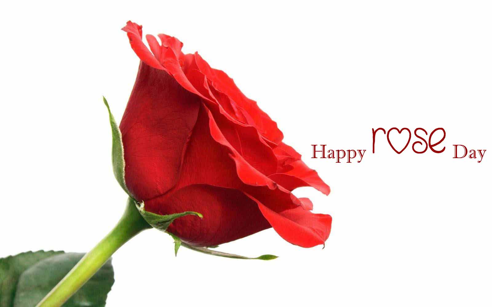 Images of Happy Rose Day 